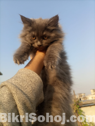 Pure persian cat